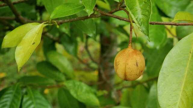 Close-up of nutmeg hanging on a tree branch and an ant walking on a yellowish leaf blowing in the wind. Nutmeg is commonly used for medicinal, cooking and food purposes.