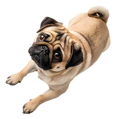 Adorable Pug Dog: Pictures, Facts & More