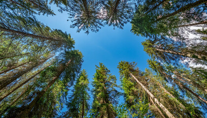 Fototapeta premium Beauty and tranquility of a dense spruce forest with towering trees and a vivid contrast