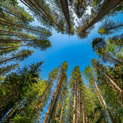 Fototapeta premium Beauty and tranquility of a dense spruce forest with towering trees and a vivid contrast