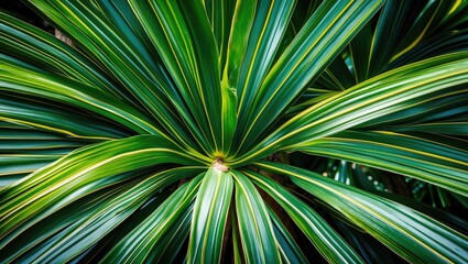 Obraz premium Tropical palm fronds with vibrant green leaves and yellow accents arranged in a radial pattern close up natural texture background