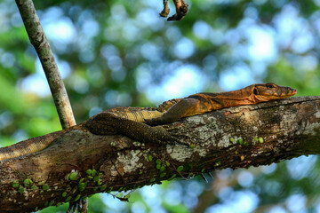 An Asian water monitor resting on a tree branch
