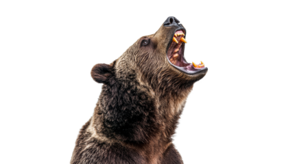 Intense roaring grizzly bear profile