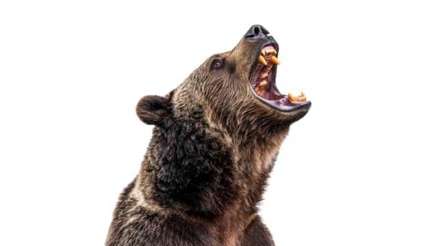 Intense roaring grizzly bear profile