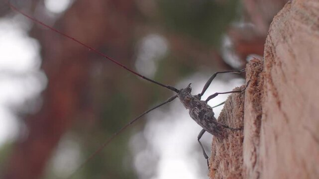 Pine Sawyer Bettle Bobbing its Head