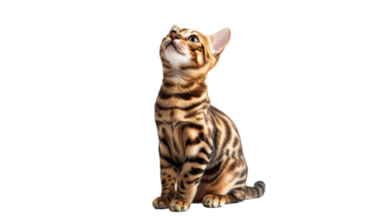 Cute bengal cat looking up in bright light