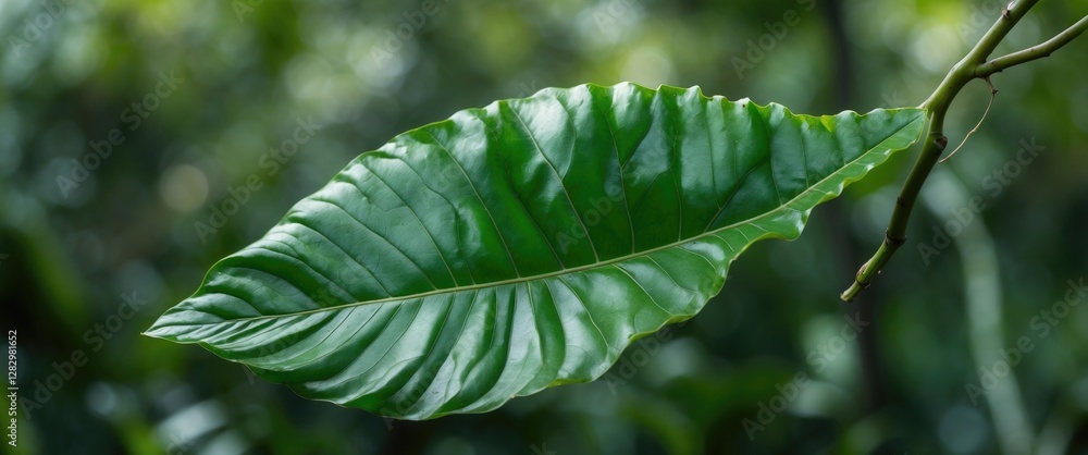 Poster green and glossy leaf on a branch with a blurred background of foliage in a natural setting.