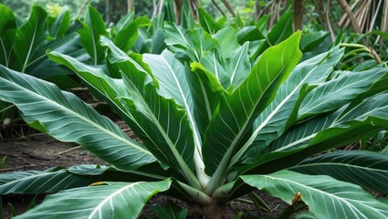 Tropical green foliage with large broad leaves in a lush garden environment under natural lighting