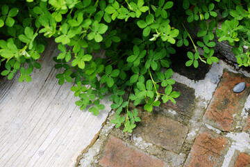 Fresh shrub and lush green plants leaves branch decorated on white granite and brick with paving footpath floor in tropical garden