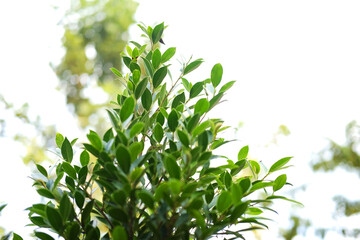 Tropical tree leaf with branches in garden