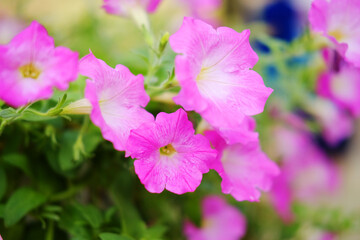 Blooming pink canterbury bell flowers grow in hanging plant pot decorated in garden

