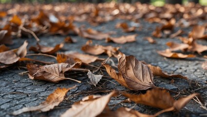 Dry autumn leaves scattered on gravel surface with a blurred background of trees in a natural setting.