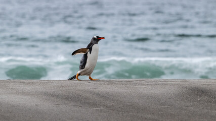Gentoo penguin on beach port Stanley falklands