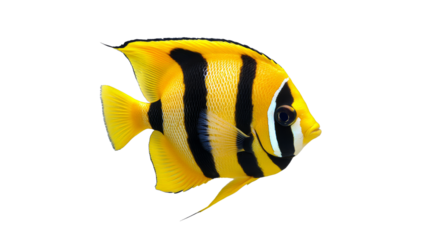 Bright yellow fish swimming gracefully in water