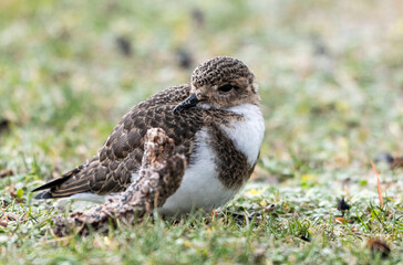 Pantanal snipe chick photographs from port Stanley Falklands