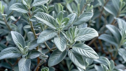 Close-up view of lush green foliage with thick textured leaves and subtle variations in color on a plant background.