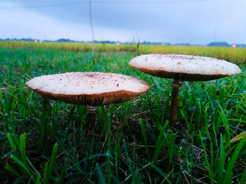 Chlorophyllum molybdit, commonly known as green-spored umbrella, false umbrella, lepiota and green-spored vomit, is a widespread fungus.