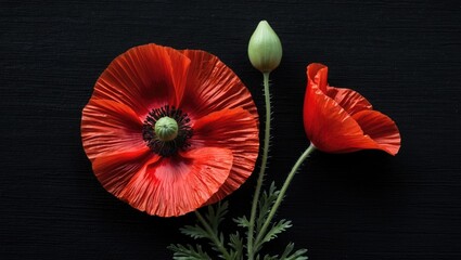 Red poppy flowers with green buds on a dark background close-up image of floral arrangement and textures