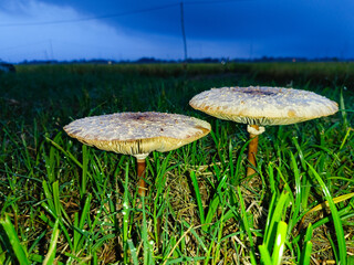 Chlorophyllum molybdit, commonly known as green-spored umbrella, false umbrella, lepiota and green-spored vomit, is a widespread fungus.