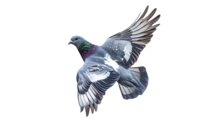 Pigeon in mid flight showcasing vibrant plumage