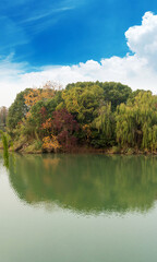 Lush greener around the pond in the park