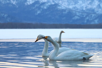 whooper swan