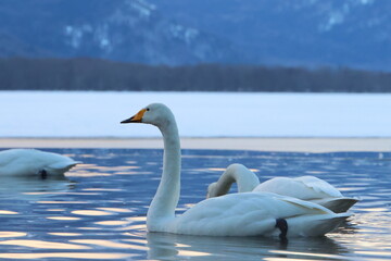 whooper swan