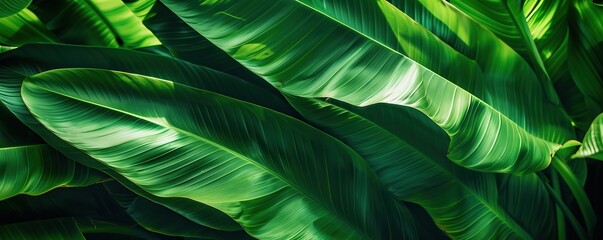 Tropical Lush: Green Banana Leaves