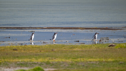 Gentoo penguins and rookery with chicks and eggs in port Stanley Falklands