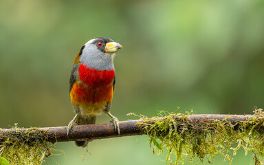 Tukanbartvogel (Semnornis ramphastinus) © SBOR Naturfotografie