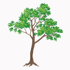 Obraz premium Green Deciduous Tree vector illustration