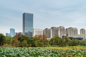 Obraz premium city park with modern building background in shanghai