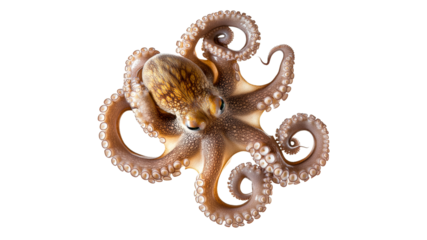 Octopus swimming gracefully in clear waters