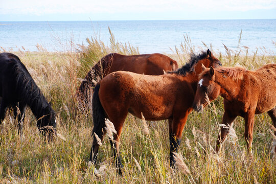 A serene scene featuring horses grazing in tall grass near the ocean. The warm tones of the horses contrast beautifully with the cool blue water and sky.