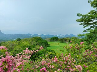 Flower and mountain view