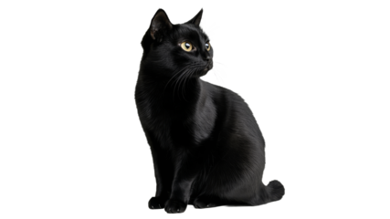 Black cat sitting gracefully with alert expression