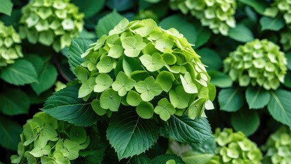 Fototapeta premium Lush green hydrangea foliage with intricate close-up details showcasing a vibrant natural pattern of leaves and blossoms.