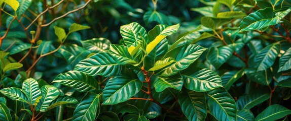 Naklejka premium Lush green leaves with intricate patterns and glossy textures in natural setting for botanical and nature themes