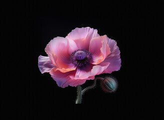 Fototapeta premium A beautiful pink flower with a deep purple center and a small bud is isolated against a contrasting black background, creating a striking visual.