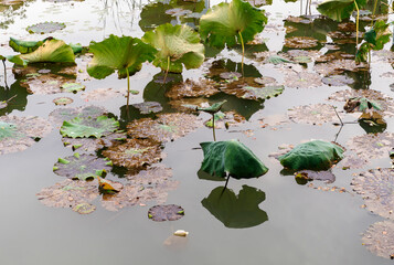 lotus leaves growing in the pond