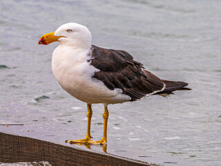 Pacific Gull Perched On Wood Side On