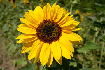 Sunflower in the field in summer 