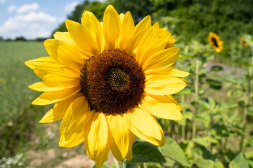 Sunflower in the field in summer 