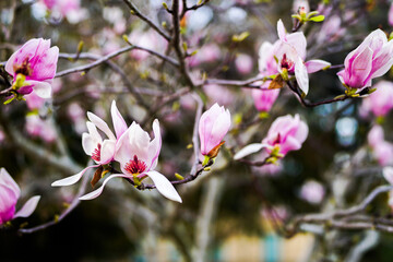 magnolia tree blossom