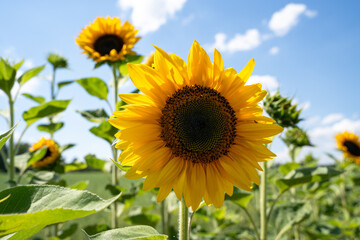 Sunflower on sunny day in summer 