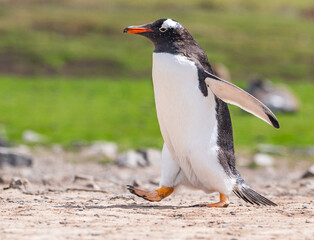 Gentoo penguins and rookery with chicks and eggs in port Stanley Falklands