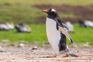 Naklejka premium Gentoo penguins and rookery with chicks and eggs in port Stanley Falklands