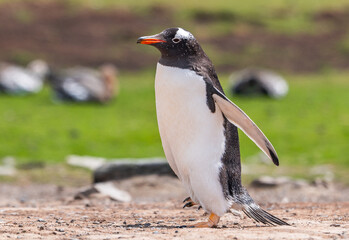 Naklejka premium Gentoo penguins and rookery with chicks and eggs in port Stanley Falklands