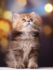 Fototapeta premium 上を見上げる可愛い子猫