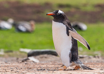 Gentoo penguins and rookery with chicks and eggs in port Stanley Falklands